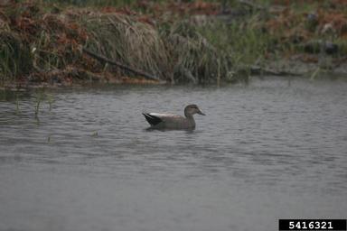 gadwall, Anas strepera  (Anseriformes: Anatidae) - 5416321