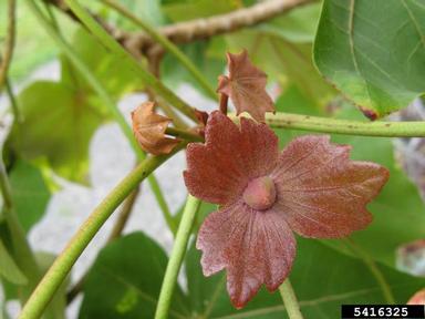 Hawai'i treecotton, Kokia drynarioides  (Malvales: Malvaceae) - 5416325