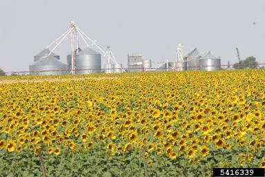 sunflower, Helianthus spp.  (Asterales: Asteraceae) - 5416339