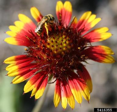 rosering gaillardia, Gaillardia pulchella  (Asterales: Asteraceae) - 5416355