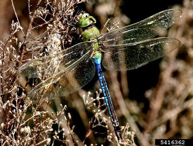 common green darner, Anax junius  (Odonata: Aeshnidae) - 5416362