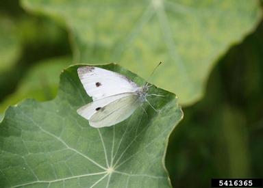 cabbage white, Pieris rapae  (Lepidoptera: Pieridae) - 5416365