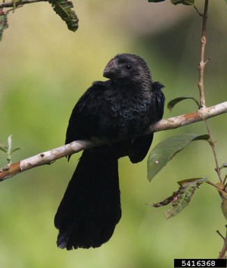 groove-billed ani, Crotophaga sulcirostris  (Cuculiformes: Cuculidae) - 5416368