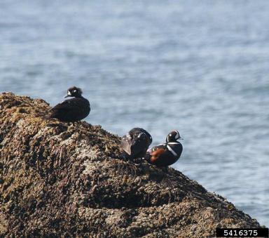 harlequin duck, Histrionicus histrionicus  (Anseriformes: Anatidae) - 5416375