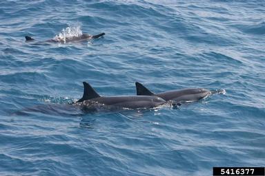 spinner dolphin, Stenella longirostris  (Cetacea: Delphinidae) - 5416377
