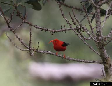 'I'iwi, Vestiaria coccinea  (Passeriformes: Fringillidae) - 5416392