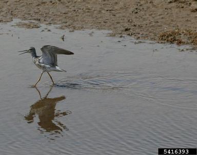 greater yellowlegs, Tringa melanoleuca  (Ciconiiformes: Scolopacidae) - 5416393