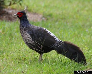 Kalij pheasant, Lophura leucomelanos  (Galliformes: Phasianidae) - 5416405