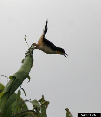 black-capped mockingthrush , Donacobius atricapilla  (Passeriformes: Troglodytidae) - 5416426