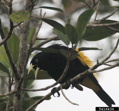 yellow-rumped cacique, Cacicus cela  (Passeriformes: Icteridae) - 5416434