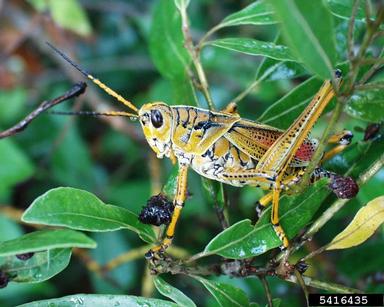 eastern lubber grasshopper, Romalea microptera  (Orthoptera: Romaleidae) - 5416435