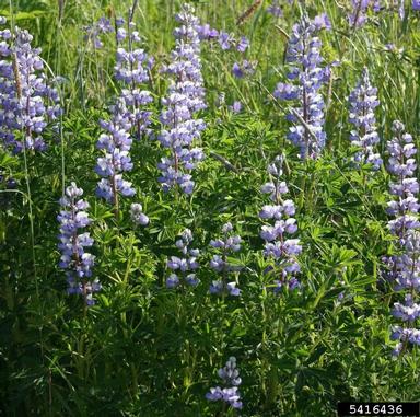 Nootka lupine, Lupinus nootkatensis  (Fabales: Fabaceae (Leguminosae)) - 5416436