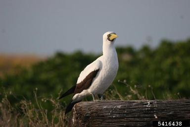 masked booby, Sula dactylatra  (Ciconiiformes: Sulidae) - 5416438