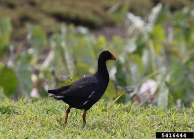 hawaiian common gallinule, Gallinula chloropus ssp. sandvicensis (Gruiformes: Rallidae) - 5416444