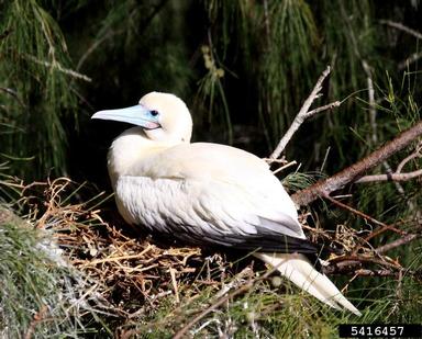 red-footed booby, Sula sula  (Ciconiiformes: Sulidae) - 5416457