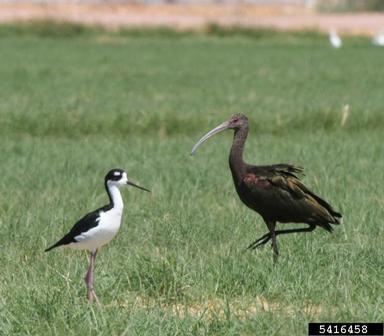black-necked stilt, Himantopus mexicanus  (Ciconiiformes: Charadriidae) - 5416458