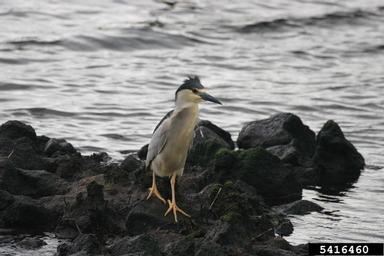 black-crowned night-heron, Nycticorax nycticorax  (Ciconiiformes: Ardeidae) - 5416460