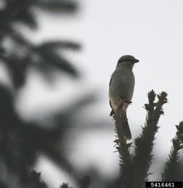 northern shrike, Lanius excubitor  (Passeriformes: Laniidae) - 5416461
