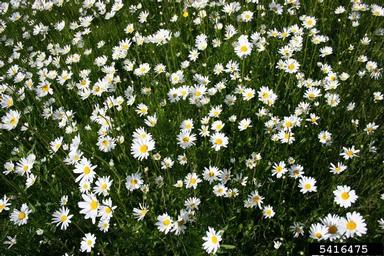 oxeye daisy, Leucanthemum vulgare  (Asterales: Asteraceae) - 5416475