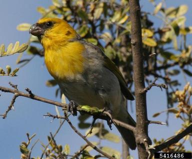 palila, Loxioides bailleui  (Passeriformes: Fringillidae) - 5416486