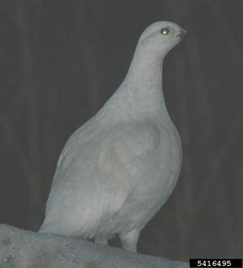 ptarmigans, Lagopus spp.  (Galliformes: Phasianidae) - 5416495
