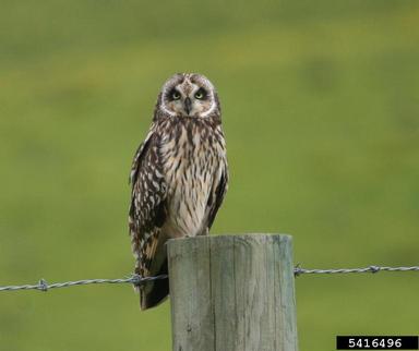 short-eared owl, Asio flammeus sandwichensis (Strigiformes: Strigidae) - 5416496