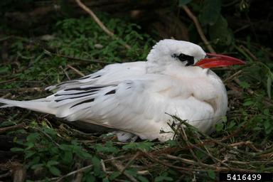 red-tailed tropic bird, Phaethon rubricauda ssp. rothschildi   (Ciconiiformes: Phaethontidae) - 5416499