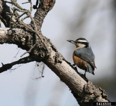 red-breasted nuthatch, Sitta canadensis  (Passeriformes: Sittidae) - 5416500
