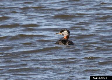 red-necked grebe, Podiceps grisegena  (Ciconiiformes: Podicipedidae) - 5416501