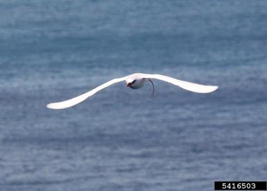 red-tailed tropicbird, Phaethon rubricauda  (Ciconiiformes: Phaethontidae) - 5416503