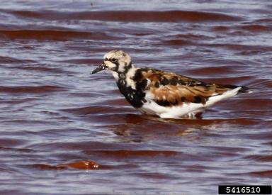 ruddy turnstone, Arenaria interpres  (Ciconiiformes: Scolopacidae) - 5416510