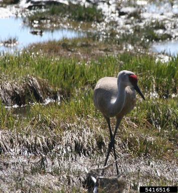 sandhill crane, Grus canadensis  (Gruiformes: Gruidae) - 5416516