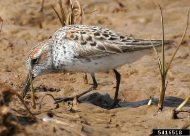western sandpiper, Calidris mauri  (Ciconiiformes: Scolopacidae) - 5416518