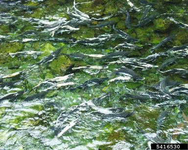 silver salmon, Oncorhynchus kisutch  (Salmoniformes: Salmonidae) - 5416530