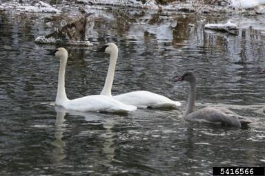 trumpeter swan, Cygnus buccinator  (Anseriformes: Anatidae) - 5416566