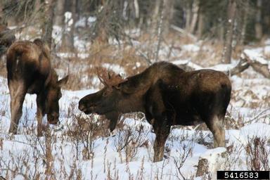 moose, Alces alces  (Artiodactyla: Cervidae) - 5416583