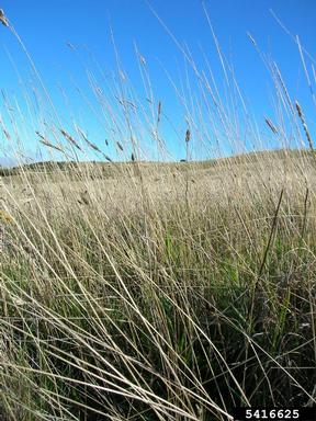 sweet vernalgrass, Anthoxanthum odoratum  (Cyperales: Poaceae) - 5416625