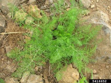 fennel, Foeniculum vulgare  (Apiales: Apiaceae) - 5416652