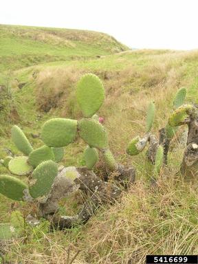 tuna cactus, Opuntia ficus-indica  (Caryophyllales: Cactaceae) - 5416699