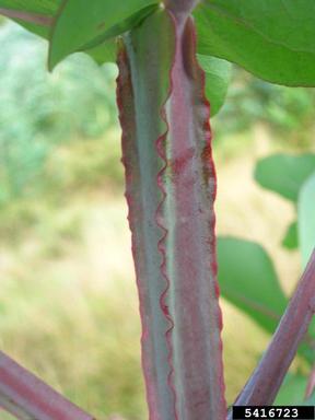 southern mahogany, Eucalyptus botryoides  (Myrtales: Myrtaceae) - 5416723
