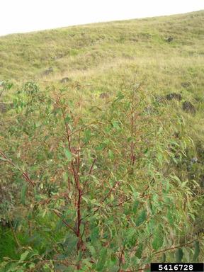 southern mahogany, Eucalyptus botryoides  (Myrtales: Myrtaceae) - 5416728