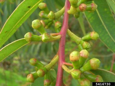 southern mahogany, Eucalyptus botryoides  (Myrtales: Myrtaceae) - 5416730