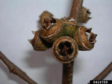 forest redgum, Eucalyptus tereticornis  (Myrtales: Myrtaceae) - 5416759