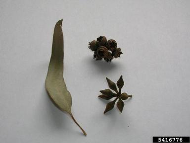 forest redgum, Eucalyptus tereticornis  (Myrtales: Myrtaceae) - 5416776