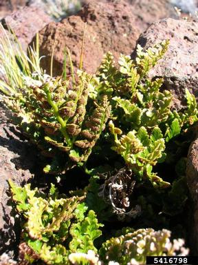 black spleenwort, Asplenium adiantum-nigrum  (Polypodiales: Aspleniaceae) - 5416798