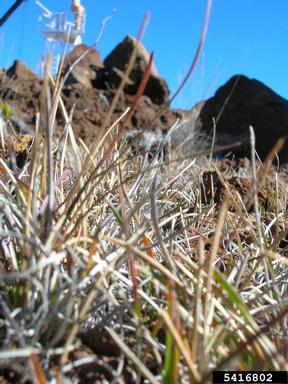 Kentucky bluegrass, Poa pratensis  (Cyperales: Poaceae) - 5416802
