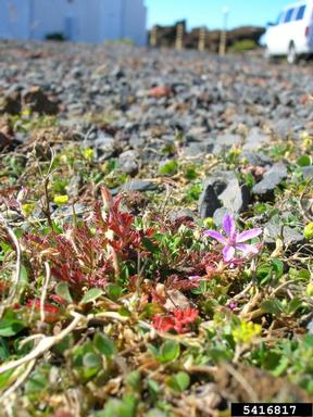 redstem filaree, Erodium cicutarium  (Geraniales: Geraniaceae) - 5416817