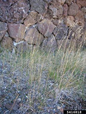 Kentucky bluegrass, Poa pratensis  (Cyperales: Poaceae) - 5416818