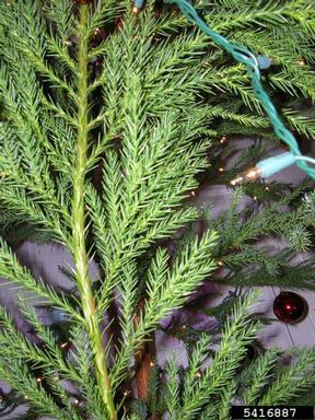 Japanese cedar, Cryptomeria japonica  (Pinales: Taxodiaceae) - 5416887