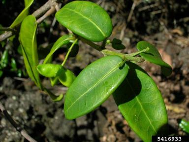 auwahi melicope, Melicope adscendens  (Sapindales: Rutaceae) - 5416933